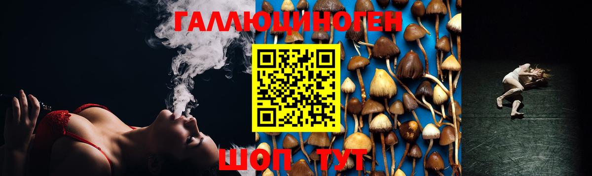 Псилоцибиновые грибы Psilocybe Ачхой-Мартан